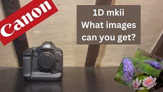 Retro Review - How good is the Canon EOS 1D mkii in 2024?