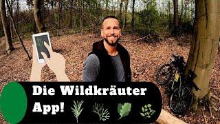 Mit dieser App- super einfach Wildkräuter bestimmen.