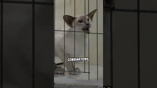 Learn more about Oriental Shorthair Cats #largeears #intelligent #