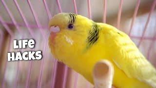 11 Life Hacks for Budgie Owners