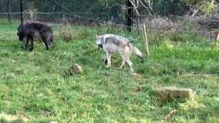 WolfHowlPdxZoo.MOV