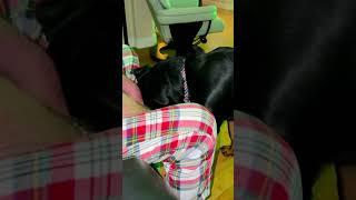 #rottweiler  #puppy  he thinks daddy will save him️ #funny  #shorts