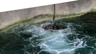 Turtle having a spa @ Sydney Aquarium