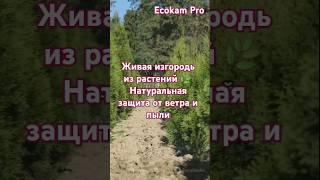 Живая изгородь из растений  Натуральная защита от ветра и пыли #садбеззабора #экосад #shorts