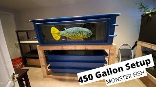 Monster Fish in Pentair AES Fiberglass Tank | Mbu Puffer 450 Gallon Setup