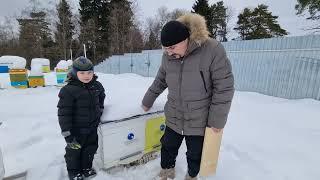  Что делать с подмором на снегу, рядом с ульями. При зимовке пчёл на воле 