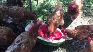 Gallinas comiendo sandia