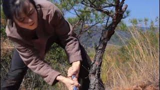 hunting bonsai in the forest