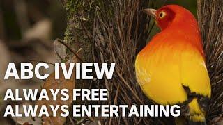 ABC iview: Always Free, Always Entertaining