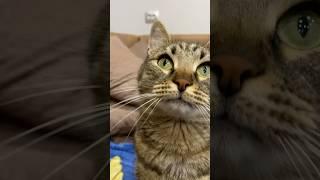 Мы приняли решение ‍️ #youtube #cat #веселыекоты #shortvideo #catlover #прикольныекоты #кот