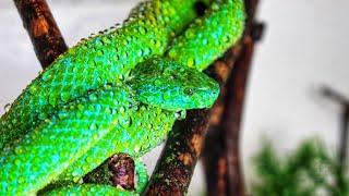 HUGE Eyelash VIPER COLLECTION !!!