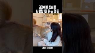 고양이가 집사를 사랑할때