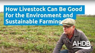 How Livestock Can Be Good for the Environment and Sustainable Farming | AHDB