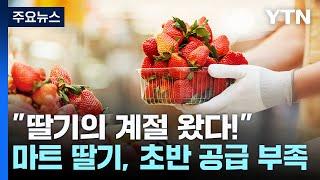 "딸기의 계절 왔다!"...마냥 즐길 수만은 없는 이유 / YTN