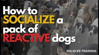 How to Socialize REACTIVE dogs