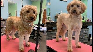 Teddy Goldendoodle Groom