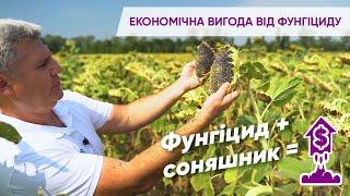 Фунгіцидний захист соняшника з Аканто Плюс®