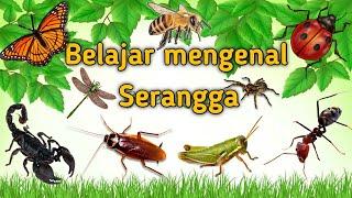 Belajar mengenal nama dan suara serangga | Suara binatang animasi | nama nama serangga