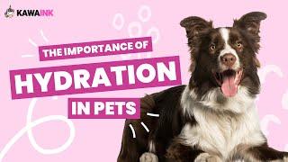 The importance of hydration in pets