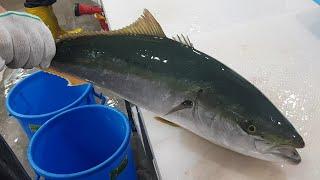 yellowtail sashimi / 소방어 회뜨기