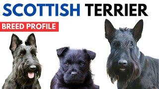 Scottish Terrier Breed Profile History - Price - Traits - Grooming Needs - Scottish Terrier Lifespan