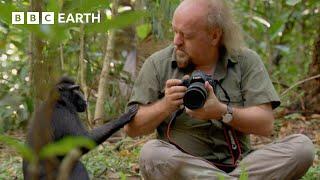 Getting Close to Macaques | Bill Bailey's Jungle Hero | BBC Earth