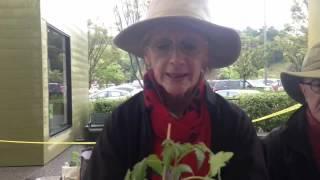 UC Marin Master Gardener Mary Warner tells how to plant tomato plants in a container.