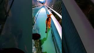 HEART STOPPING MOMENTS CATS LIVING ON THE EDGE!
