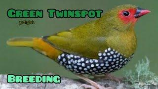 BEAUTIFUL GREEN TWINSPOT FINCH|TWINSPOT BREEDING||MPS FARM SET-UP||EXOTIC TWINSPOT MUTATIONS