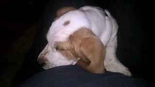 when we picked out our Basset Hound Puppy, Buster, and introduced him to Hildie our other Basset