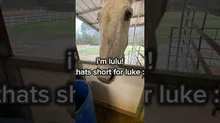second pic isnt mine lol #fyp #trending #mule #pony #country