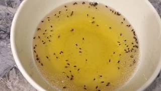 How to get rid of fruit flies in the kitchen | The tool works 100%