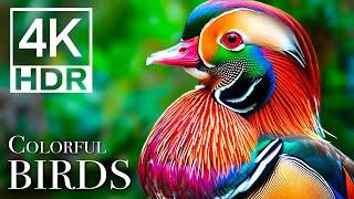 The Most Colorful Birds You'll Ever See In 4K - Birds Sound in the Forest | Scenic Relaxation Film