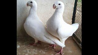 German Beauty Homer pigeons breeders - fancy pigeon breeds