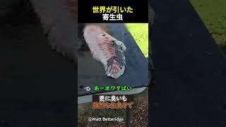 世界が引いた寄生虫
