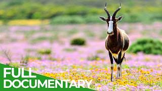 Wild Southern Africa | Episode 2: The Kingdom of Colours | Free Documentary Nature