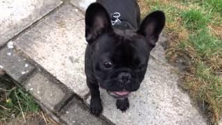 Leo the French bulldog running around like crazy :)