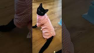 #cat #dog #pets #funny #funnyvideos #foryou #music
