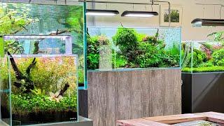 Walk around our Aquascaping specialist showroom and shop. New scapes and more…