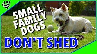 Top 10 Best Small Family Dogs That Don't Shed - Low Maintenance Dogs