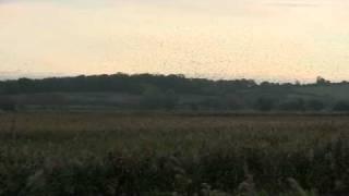 Dancing starlings 23 0ct 10.avi