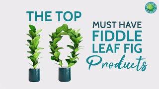 The Top 10 Must Have Fiddle Leaf Fig Products | Fiddle Leaf Fig Plant Resource Center