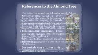 The Almond Tree--Part I--Cycles and Seasons