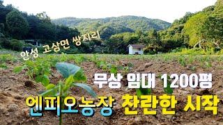 안성에서 시작 | 엔피오농장 시작 | 돌줍기 | 밭에서 돌골라내기 | 10년임대 |