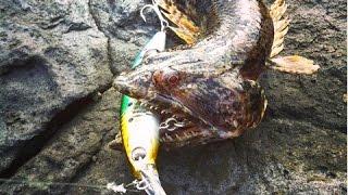 Shore fishing in Tenerife, barracuda and lizardfish