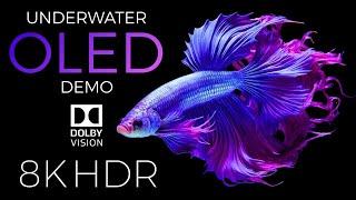 Underwater Wonders | 8K HDR OLED Demo | Dolby Vision™ at 60fps