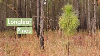 Longleaf Pines