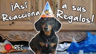 Oakley's Birthday  - Fun VLOG with a Dachshund!