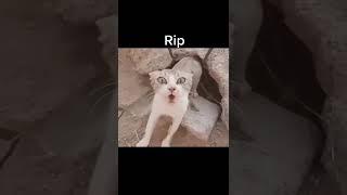 Зло пробудилось #юмор #приколы #кот #злой #шипит