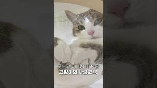 a lovely confession from a cat